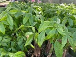 Mature Bonsai Money Tree | A Unique, Braided, Good Luck Plant -Green Aura il fullxfull.3060330579 di6k