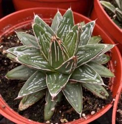 Large Succulent Plant Agave Regina. Star Shaped, Spiked Rosette. -Green Aura il fullxfull.3063166647 a7bx