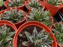 Large Succulent Plant Agave Regina. Star Shaped, Spiked Rosette. -Green Aura il fullxfull.3063166689 q9v5