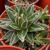 Large Succulent Plant Agave Regina. Star Shaped, Spiked Rosette. -Green Aura il fullxfull.3063166735 2m7a