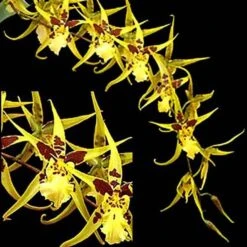 Orchid Maclellanara Yellow Star ‘Golden Gambol’ Tropical Live Plants From Hawaii -Green Aura il fullxfull.3080146695 a40c