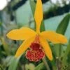 Orchid Cattleya Blc Copper Queen Plant Comes In 2" Pot