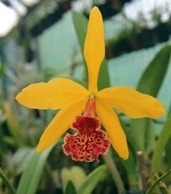 Orchid Cattleya Blc Copper Queen Plant