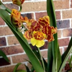 Orchid Pacific Passage 'Peach Cobbler' 4” Live Plants From Hawaii