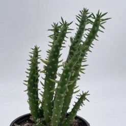 Austrocylindropuntia Subulata, Pink Eve’s Pin Needle Cactus, Opuntia Cactus, Opuntia Subulata Cylindrica, Austrocylindropuntia Subulata -Green Aura il fullxfull.3243790144 ypgt
