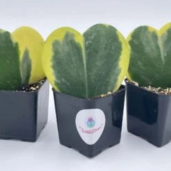 Variegated Hoya Kerrii Heart / Sweetheart Plant / Mothers Day Plant / Hoya Plant / Heart Shaped Succulent / Heart Hoya / Live Plant Rare -Green Aura il fullxfull.3243804024 dxhi