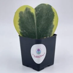 Variegated Hoya Kerrii Heart / Sweetheart Plant / Mothers Day Plant / Hoya Plant / Heart Shaped Succulent / Heart Hoya / Live Plant Rare -Green Aura il fullxfull.3243804034 dnyw