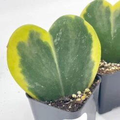 Variegated Hoya Kerrii Heart / Sweetheart Plant / Mothers Day Plant / Hoya Plant / Heart Shaped Succulent / Heart Hoya / Live Plant Rare -Green Aura il fullxfull.3243804052 e4w2