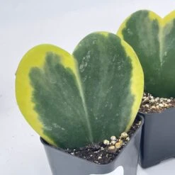 Variegated Hoya Kerrii Heart / Sweetheart Plant / Mothers Day Plant / Hoya Plant / Heart Shaped Succulent / Heart Hoya / Live Plant Rare -Green Aura il fullxfull.3243804128 qsgo