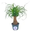 Ponytail Palm Tree, Nolina Recurvata, Beaucarnea Recurvata -Green Aura il fullxfull.3247882024 t4x8