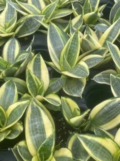 Golden Hahnii, Yellow And Green Snake Plant, Variegated Sansevieria Trifasciata, Well Rooted Starter Succulent Snakeplant In 2 Inch Pot -Green Aura il fullxfull.3252396952 dvsj