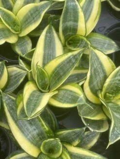 Golden Hahnii, Yellow And Green Snake Plant, Variegated Sansevieria Trifasciata, Well Rooted Starter Succulent Snakeplant In 2 Inch Pot -Green Aura il fullxfull.3252396954 m43y