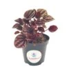 Red Emerald Ripple Peperomia, Emerald Ripple Pepper, Red Platinum, Ivy-leaf Peperomia, Green Ripple, Peperomia Caperata Yunck, 4 Inch -Green Aura il fullxfull.3262413936 m6pa
