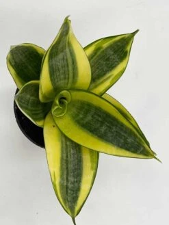 Golden Hahnii, Yellow And Green Snake Plant, Variegated Sansevieria Trifasciata, Well Rooted Starter Succulent Snakeplant In 2 Inch Pot -Green Aura il fullxfull.3262431222 n803
