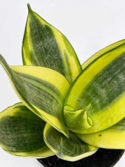 Golden Hahnii, Yellow And Green Snake Plant, Variegated Sansevieria Trifasciata, Well Rooted Starter Succulent Snakeplant In 2 Inch Pot -Green Aura il fullxfull.3262431224 o2mg