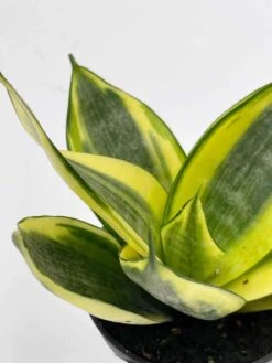 Golden Hahnii, Yellow And Green Snake Plant, Variegated Sansevieria Trifasciata, Well Rooted Starter Succulent Snakeplant In 2 Inch Pot -Green Aura il fullxfull.3262431340 6emh