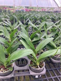 Purple Phalaenopsis Orchid Orchidaceae 'Moth Orchids' Blooming Size From Hawaii -Green Aura il fullxfull.3280125374 8e2u