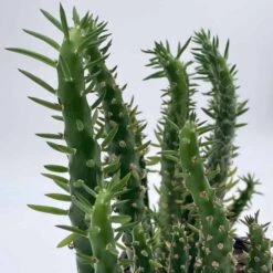 Austrocylindropuntia Subulata, Pink Eve’s Pin Needle Cactus, Opuntia Cactus, Opuntia Subulata Cylindrica, Austrocylindropuntia Subulata -Green Aura il fullxfull.3291476681 731c