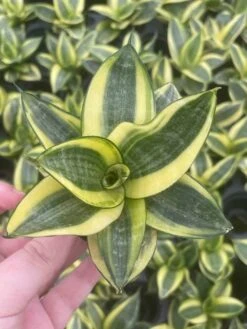 Golden Hahnii, Yellow And Green Snake Plant, Variegated Sansevieria Trifasciata, Well Rooted Starter Succulent Snakeplant In 2 Inch Pot -Green Aura il fullxfull.3300083143 m50q