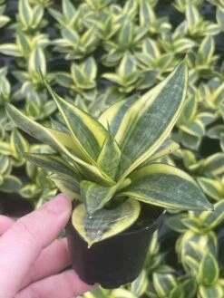 Golden Hahnii, Yellow And Green Snake Plant, Variegated Sansevieria Trifasciata, Well Rooted Starter Succulent Snakeplant In 2 Inch Pot -Green Aura il fullxfull.3300083377 e969