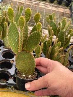 Bunny-ears Prickly-pear Copper Red, Opuntia Microdasys, Large Bunny Ears Prickly Pear With Copper Fuzz And Red Areoles In 2 Inch Pot, -Green Aura il fullxfull.3340642156 8bk6
