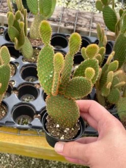Bunny-ears Prickly-pear Copper Red, Opuntia Microdasys, Large Bunny Ears Prickly Pear With Copper Fuzz And Red Areoles In 2 Inch Pot, -Green Aura il fullxfull.3340642168 60i3