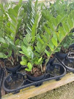 ZZ Plant, Zamioculcas Zamiifolia | Aroid Palm | Eternity Plant