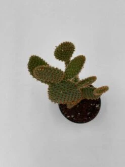 Bunny-ears Prickly-pear Copper Red, Opuntia Microdasys, Large Bunny Ears Prickly Pear With Copper Fuzz And Red Areoles In 2 Inch Pot, -Green Aura il fullxfull.3354364854 aeim