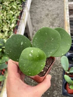 Hoya Obovata Splash Variegated, Speckled With Freckles, Sweetheart Heart-leaf Hoya -Green Aura il fullxfull.3388237390 6iox