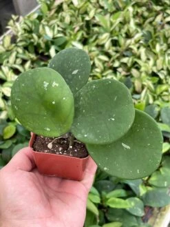 Hoya Obovata Splash Variegated, Speckled With Freckles, Sweetheart Heart-leaf Hoya -Green Aura il fullxfull.3388237404 rnd2