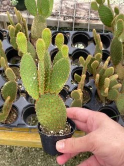 Bunny-ears Prickly-pear Copper Red, Opuntia Microdasys, Large Bunny Ears Prickly Pear With Copper Fuzz And Red Areoles In 2 Inch Pot, -Green Aura il fullxfull.3388332971 qhm3