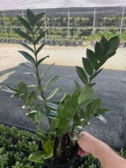 ZZ Plant, Zamioculcas Zamiifolia | Aroid Palm | Eternity Plant -Green Aura il fullxfull.3399434163 eego