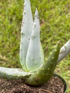Aloe Ferox 'Cape' Bitter Aloe, Very Filled In 4 Inch Pot -Green Aura il fullxfull.3399705280 crcq