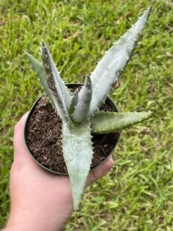 Aloe Ferox 'Cape' Bitter Aloe, Very Filled In 4 Inch Pot -Green Aura il fullxfull.3399705282 8u6d