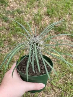 Madagascar Palm, Pachypodium Lamerei, In A 4 Inch Pot, Large Pachy Geayi Costantin & Bois -Green Aura il fullxfull.3399770558 nt7k