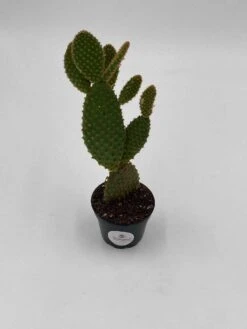 Bunny-ears Prickly-pear Copper Red, Opuntia Microdasys, Large Bunny Ears Prickly Pear With Copper Fuzz And Red Areoles In 2 Inch Pot, -Green Aura il fullxfull.3402060253 2x89