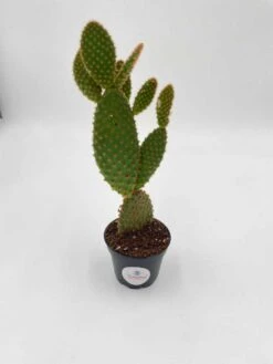 Bunny-ears Prickly-pear Copper Red, Opuntia Microdasys, Large Bunny Ears Prickly Pear With Copper Fuzz And Red Areoles In 2 Inch Pot, -Green Aura il fullxfull.3402060259 cga0