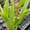 Oncidium Sharry Baby 'Sweet Fragrance' Orchid 4” Pots Blooming Size Fragrant From Hawaii -Green Aura il fullxfull.3419106704 jxuz