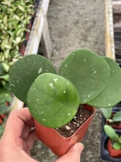 Hoya Obovata Splash Variegated, Speckled With Freckles, Sweetheart Heart-leaf Hoya -Green Aura il fullxfull.3435913613 oixw