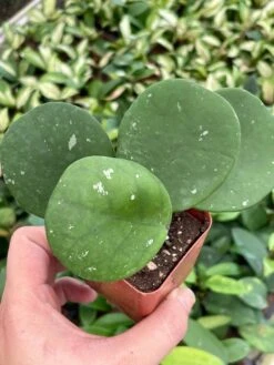 Hoya Obovata Splash Variegated, Speckled With Freckles, Sweetheart Heart-leaf Hoya -Green Aura il fullxfull.3435913637 1942