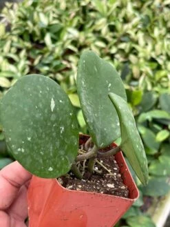 Hoya Obovata Splash Variegated, Speckled With Freckles, Sweetheart Heart-leaf Hoya -Green Aura il fullxfull.3435913703 2xnk