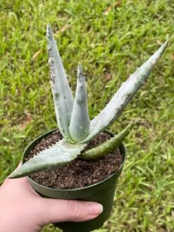 Aloe Ferox 'Cape' Bitter Aloe, Very Filled In 4 Inch Pot -Green Aura il fullxfull.3447372285 8dk3