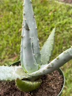 Aloe Ferox 'Cape' Bitter Aloe, Very Filled In 4 Inch Pot -Green Aura il fullxfull.3447372335 5cn7