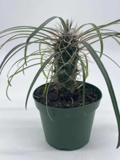 Madagascar Palm, Pachypodium Lamerei, In A 4 Inch Pot, Large Pachy Geayi Costantin & Bois -Green Aura il fullxfull.3606906788 9j51