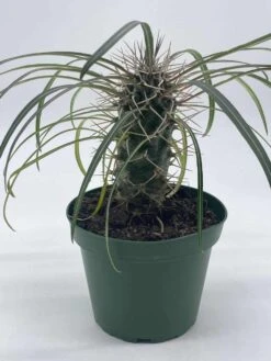 Madagascar Palm, Pachypodium Lamerei, In A 4 Inch Pot, Large Pachy Geayi Costantin & Bois -Green Aura il fullxfull.3606906818 jfkd