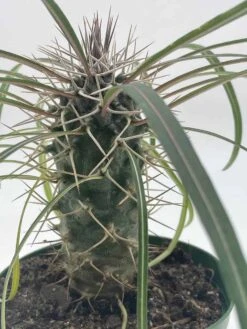 Madagascar Palm, Pachypodium Lamerei, In A 4 Inch Pot, Large Pachy Geayi Costantin & Bois -Green Aura il fullxfull.3606906822 aczo