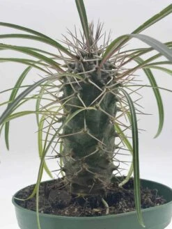 Madagascar Palm, Pachypodium Lamerei, In A 4 Inch Pot, Large Pachy Geayi Costantin & Bois -Green Aura il fullxfull.3606906828 qkk9