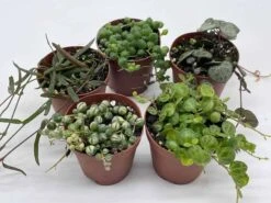 Succulent Strings Set, Variegated String Of Pearls, Turtles, Hearts, And Needles, Premium Collection, In 2 Inch Pots, Plant Gift -Green Aura il fullxfull.3631149226 6rha