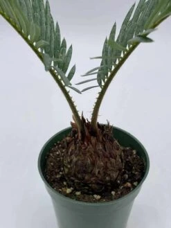 Queen Sago Palm, Cycas Rumphii, In A 4 Inch Pot (Cycas Revoluta) 12 Queen Sago Palm, Cycas Rumphii, In A 4 Inch Pot (Cycas Revoluta) -Green Aura il fullxfull.3631494764 a0dp