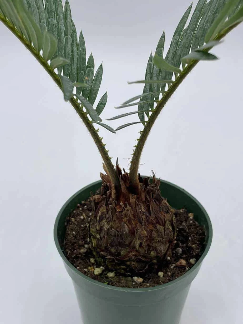 Queen Sago Palm, Cycas Rumphii, In A 4 Inch Pot (Cycas Revoluta) 6 Queen Sago Palm, Cycas Rumphii, In A 4 Inch Pot (Cycas Revoluta) - Image 4